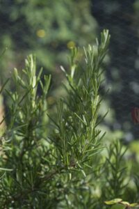 rosemary